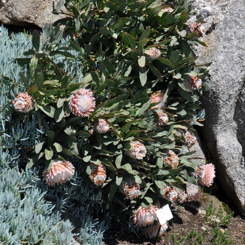 Protea magnifica (Porto)