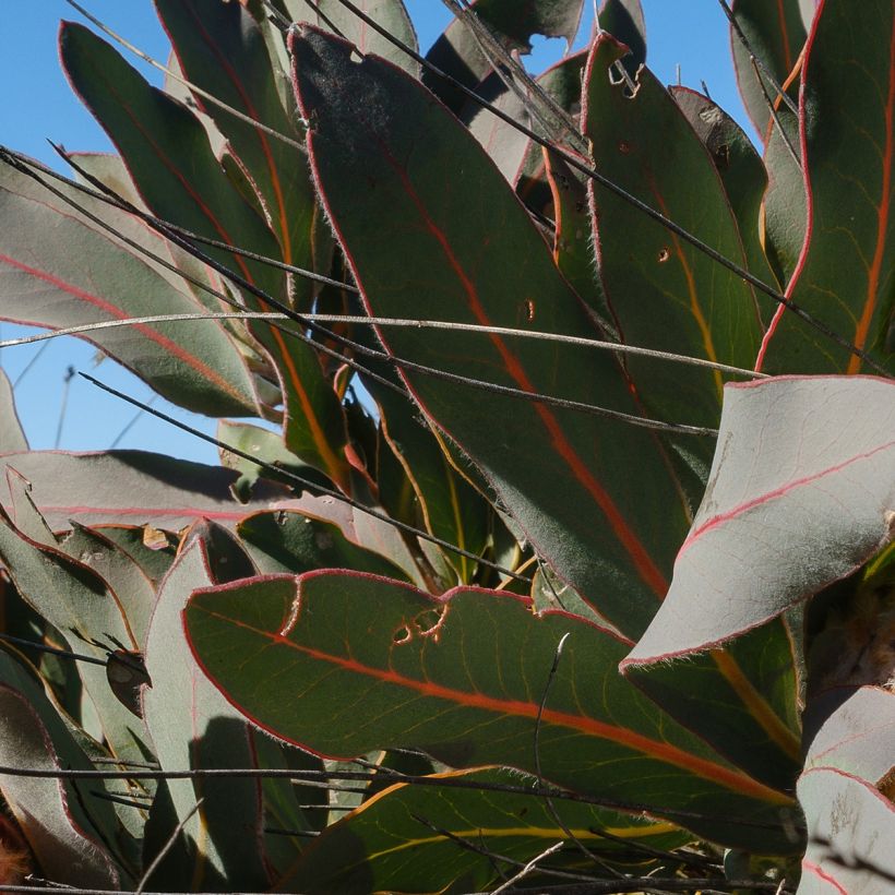 Protea magnifica (Fogliame)