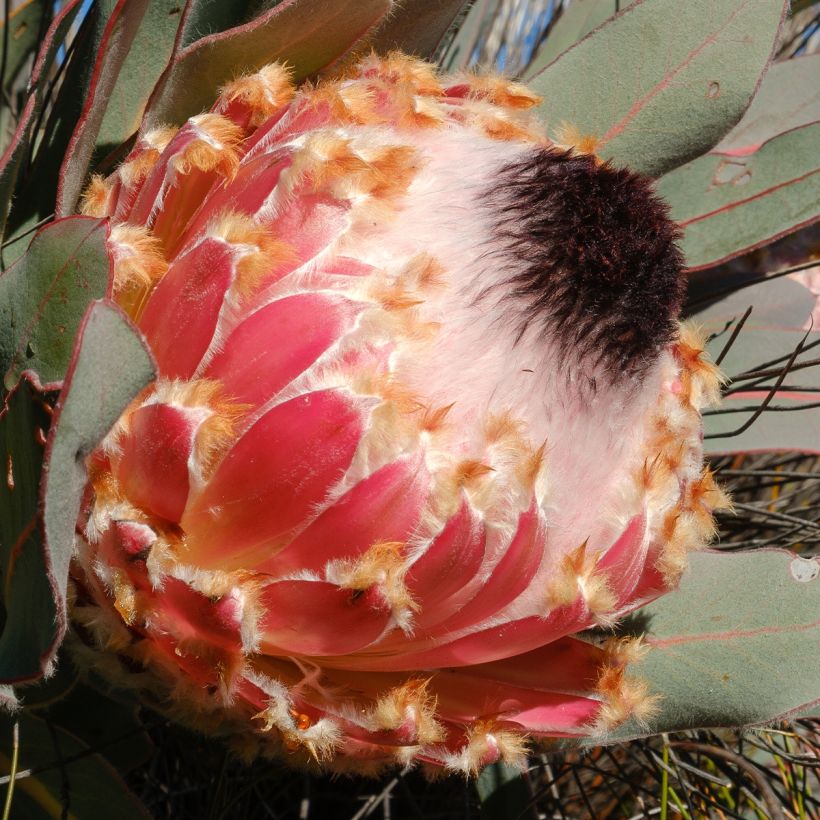 Protea magnifica (Fioritura)