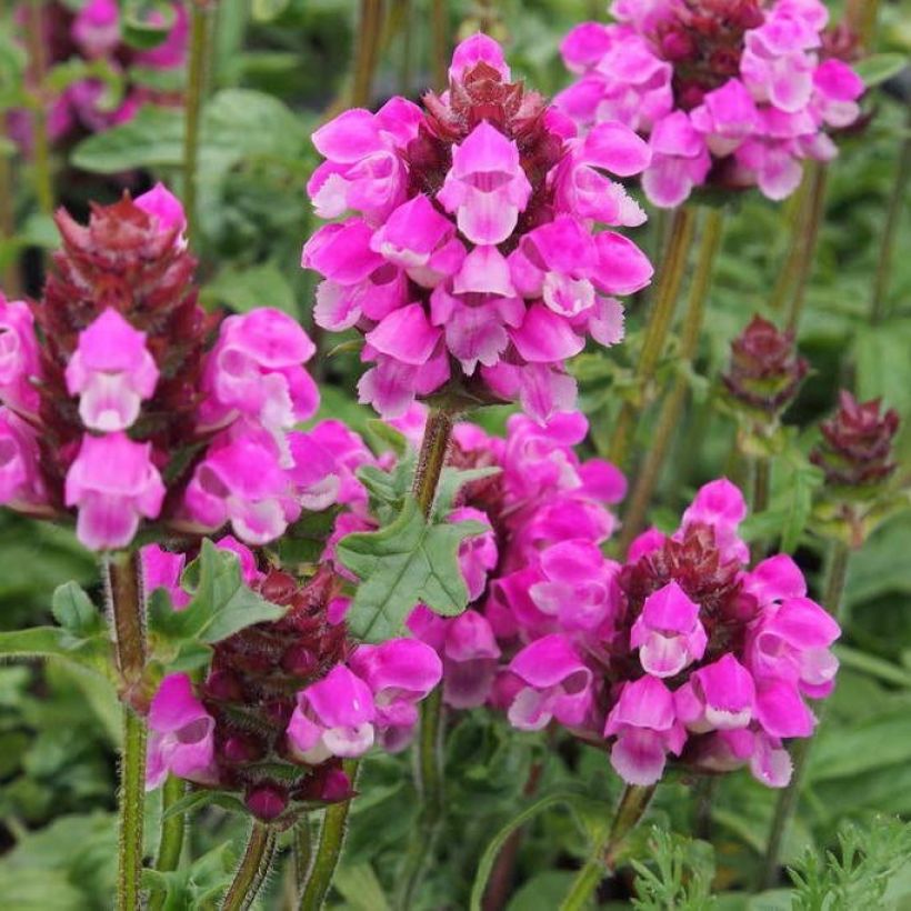 Prunella grandiflora Bella Deep Rose (Fioritura)