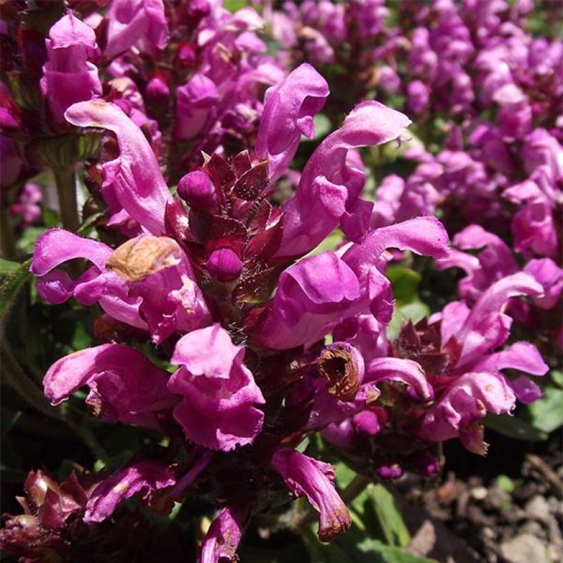 Prunella grandiflora Pink Loveliness (Fioritura)