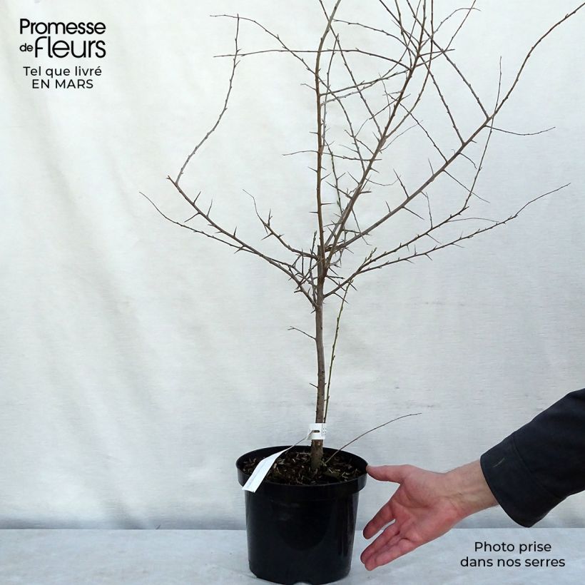 Prunellier - Prunus spinosa en pot de 4L esemplare consegnato in inverno