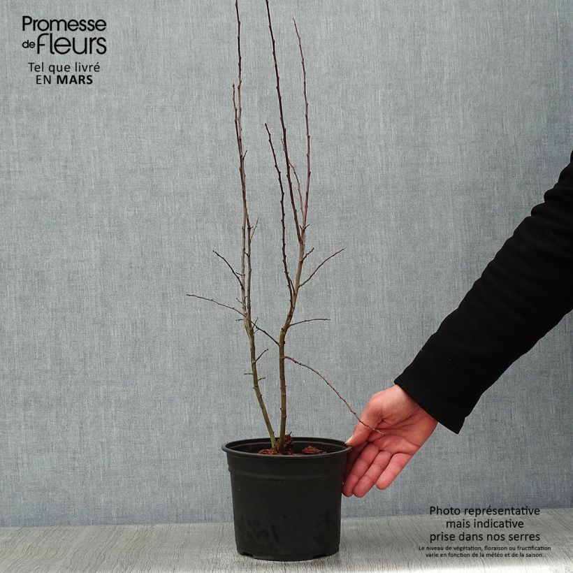 Prunellier - Prunus spinosa en pot de 2L. esemplare consegnato in inverno