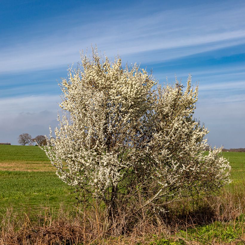 Prunus spinosa - Prugnolo selvatico (Porto)