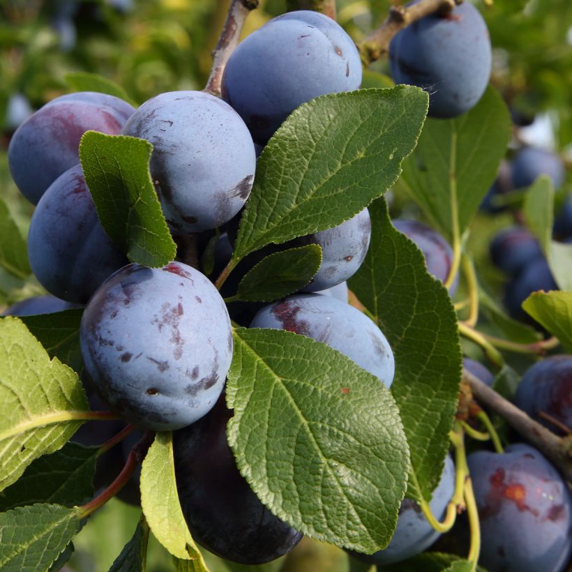 Prugna Bleue de Belgique (Raccolta)