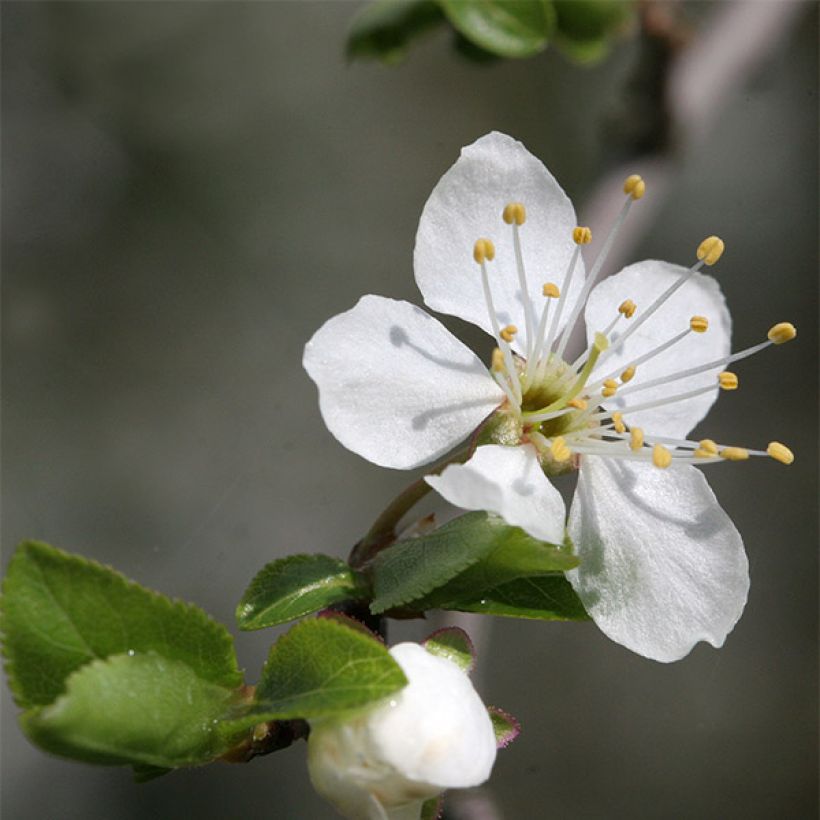 Prugnolo da siepe Mirabelle de Nancy (Fioritura)