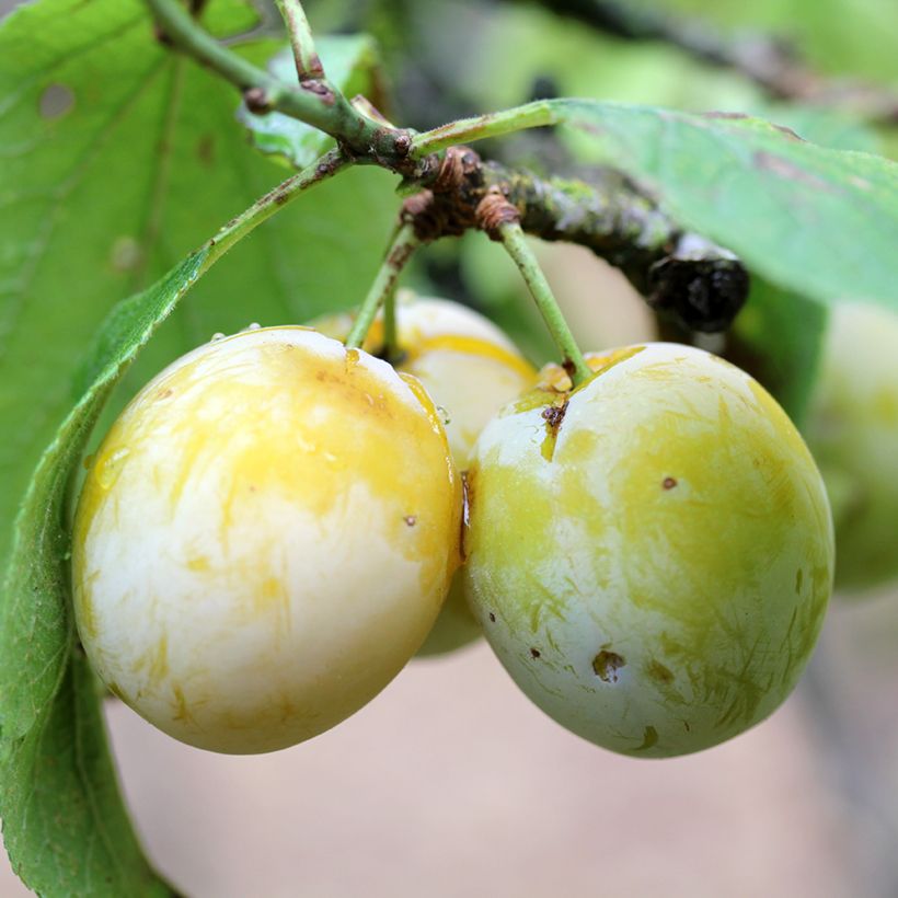 Susino Quetsche Blanche de Létricourt Bio (Raccolta)