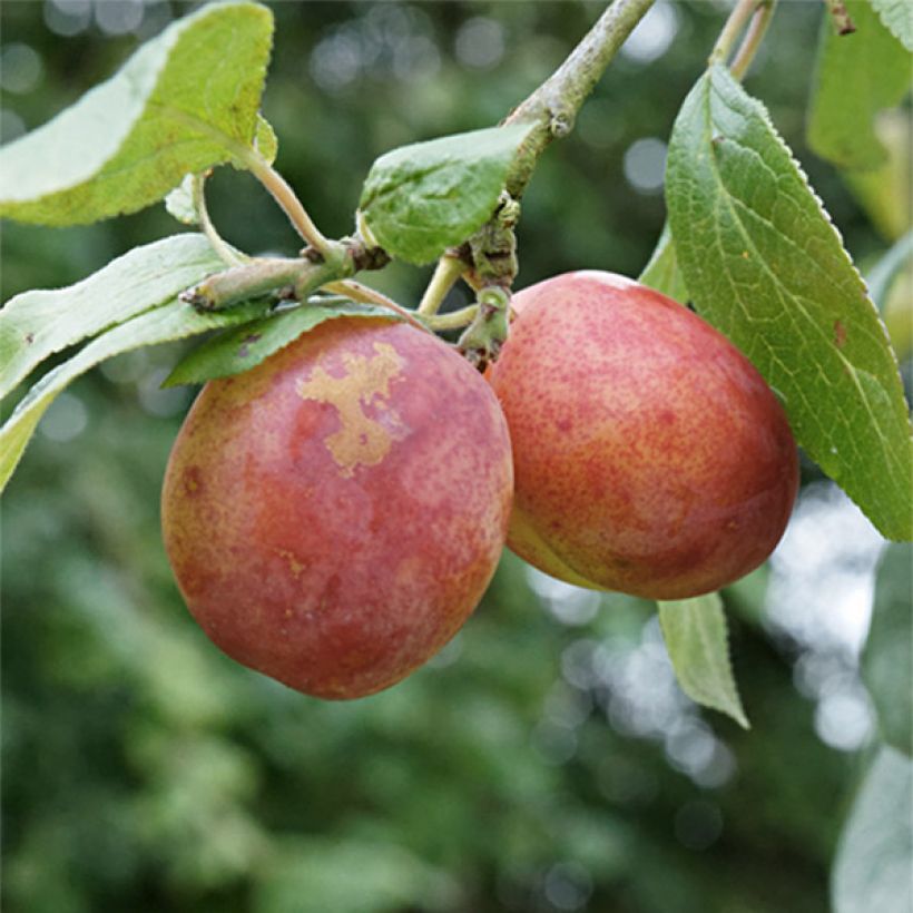 Prugna Victoria (Raccolta)