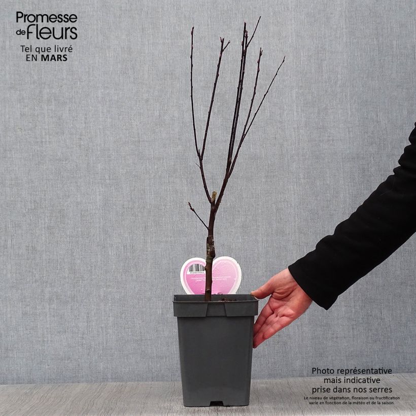 Prunier à fleurs - Prunus cerasifera Nigra Pot de 4L/5L tigette esemplare consegnato in inverno