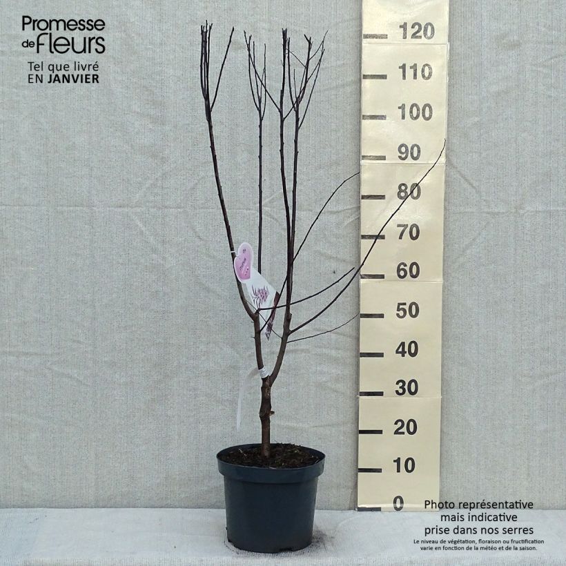 Prunier à fleurs - Prunus cerasifera Nigra Pot de 7.5L/10L tigette esemplare consegnato in inverno