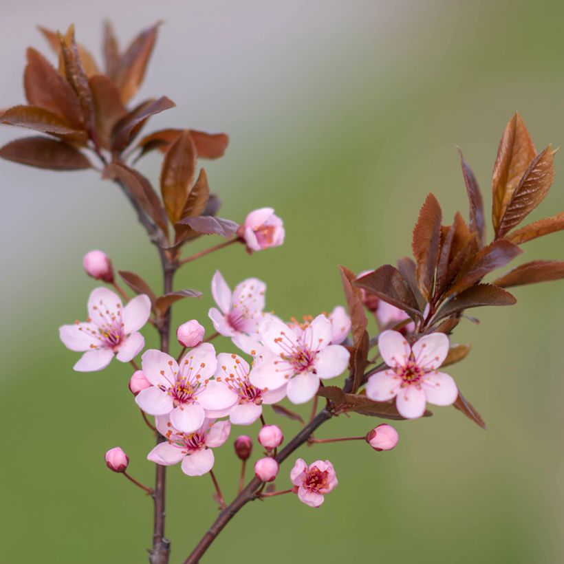 Prunus cerasifera Nigra - Ciliegio da fiore (Fioritura)