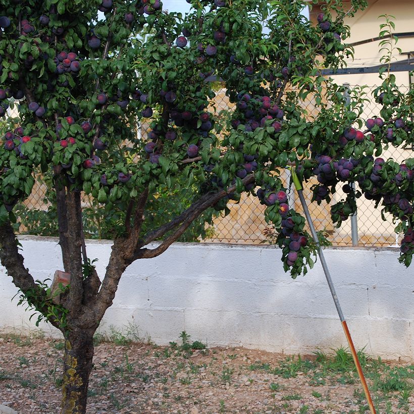 Susino cino-giapponese Black Amber - Prunus x salicina (Porto)