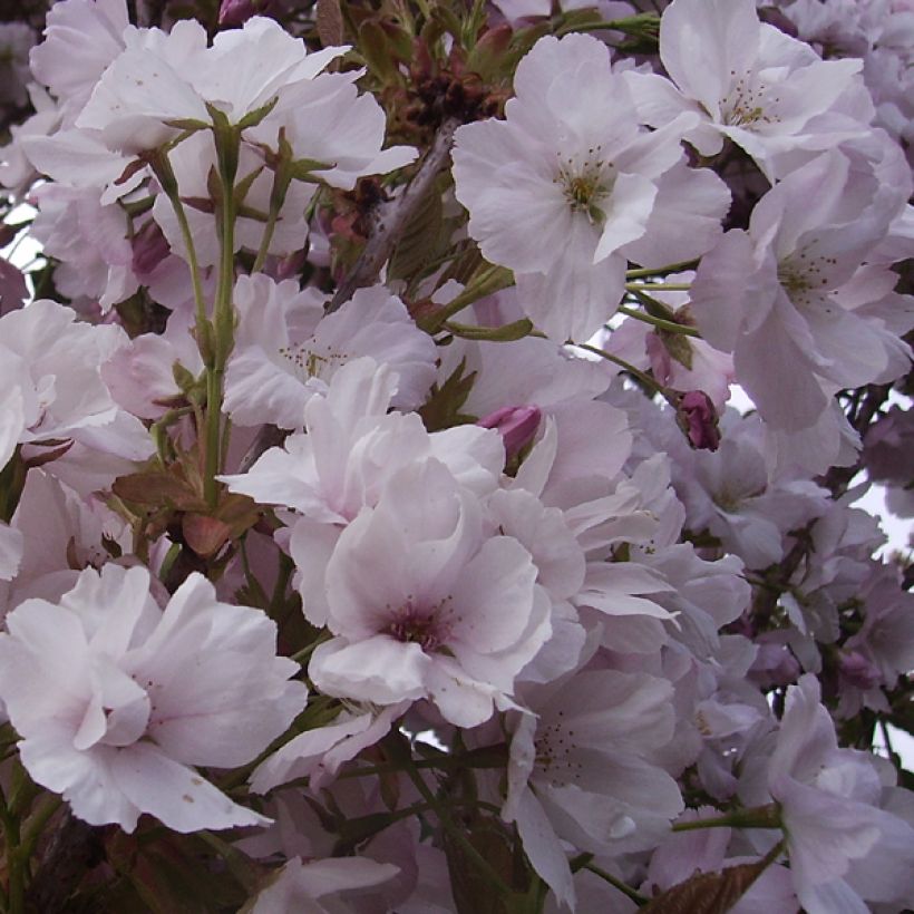 Prunus serrulata Amanogawa - Ciliegio da fiore (Fioritura)