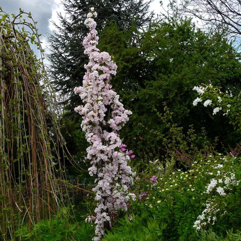 Prunus serrulata Amanogawa - Ciliegio da fiore (Porto)