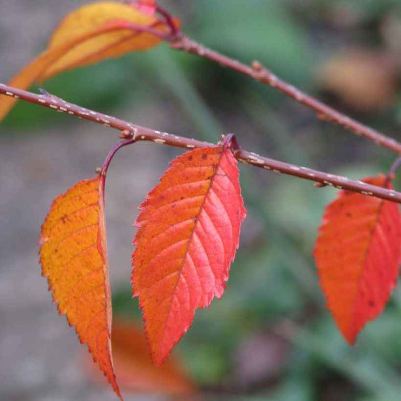 Prunus Okame - Ciliegio da fiore (Fogliame)