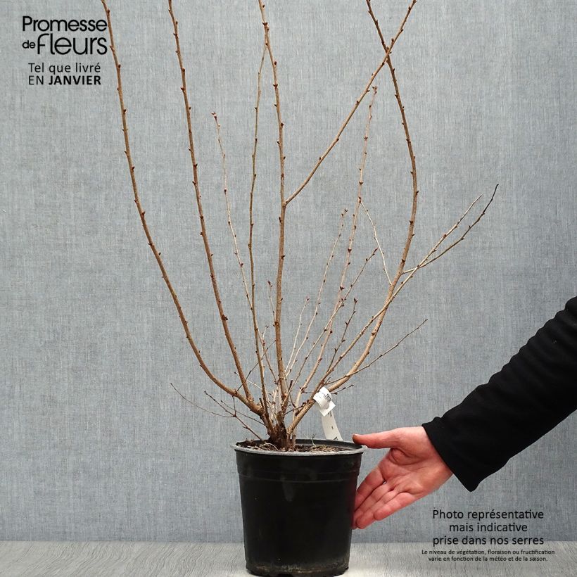 Prunus Okame - Cerisier à fleurs Pot de 4L/5L esemplare consegnato in inverno