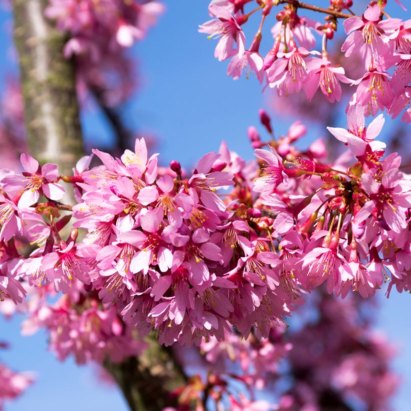 Prunus Okame - Ciliegio da fiore (Fioritura)