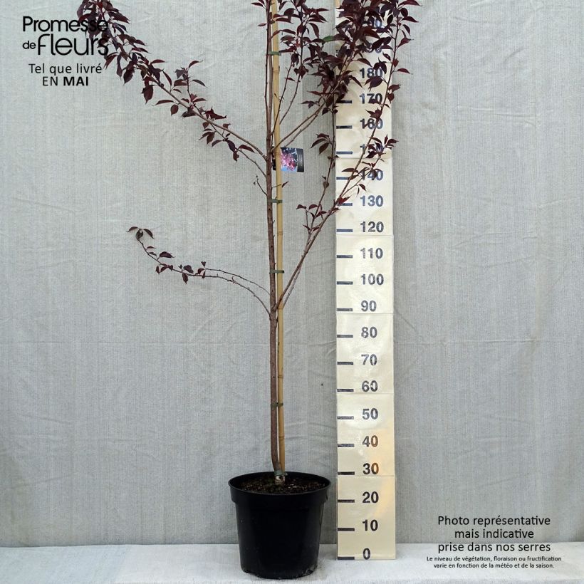 Cerisier du Japon - Prunus serrulata Royal Burgundy pot de 15L esemplare consegnato in primavera