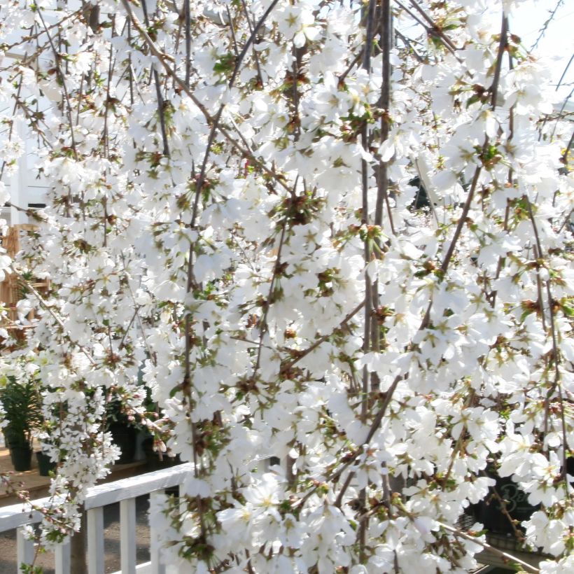 Prunus Snow Fountains - Ciliegio da fiore (Fioritura)