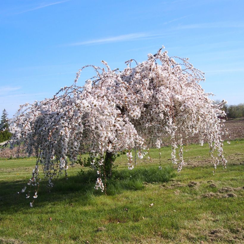 Prunus Snow Fountains - Ciliegio da fiore (Porto)