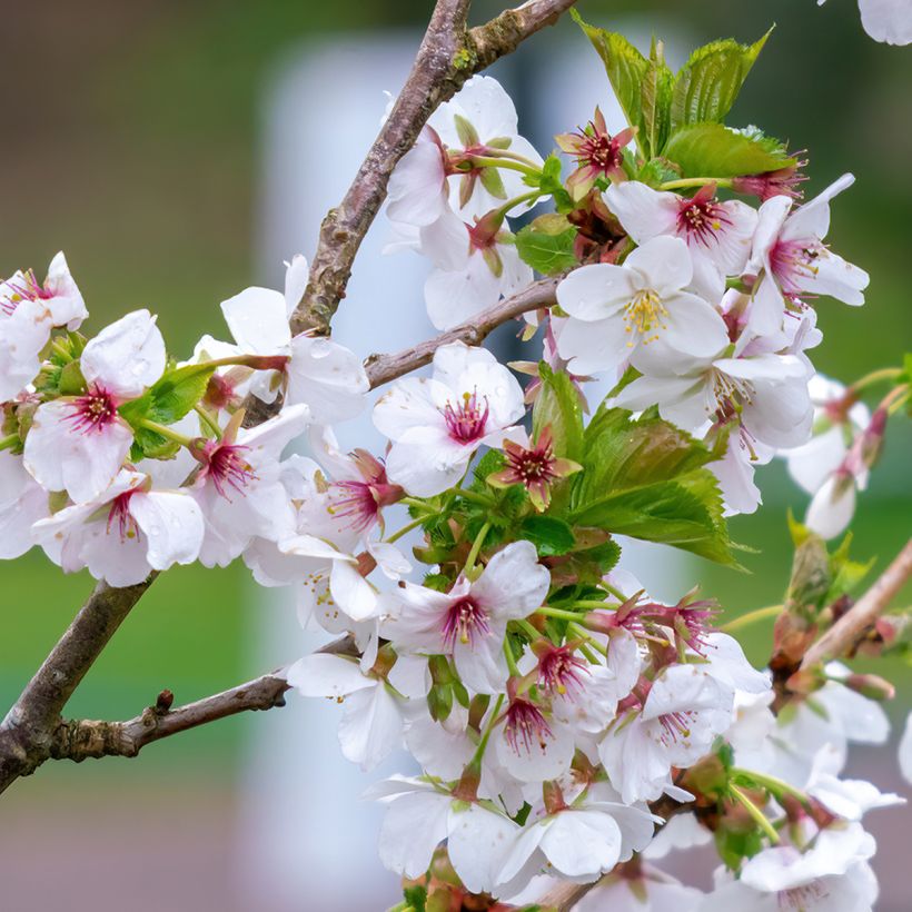 Prunus Umineko - Ciliegio da fiore (Fioritura)