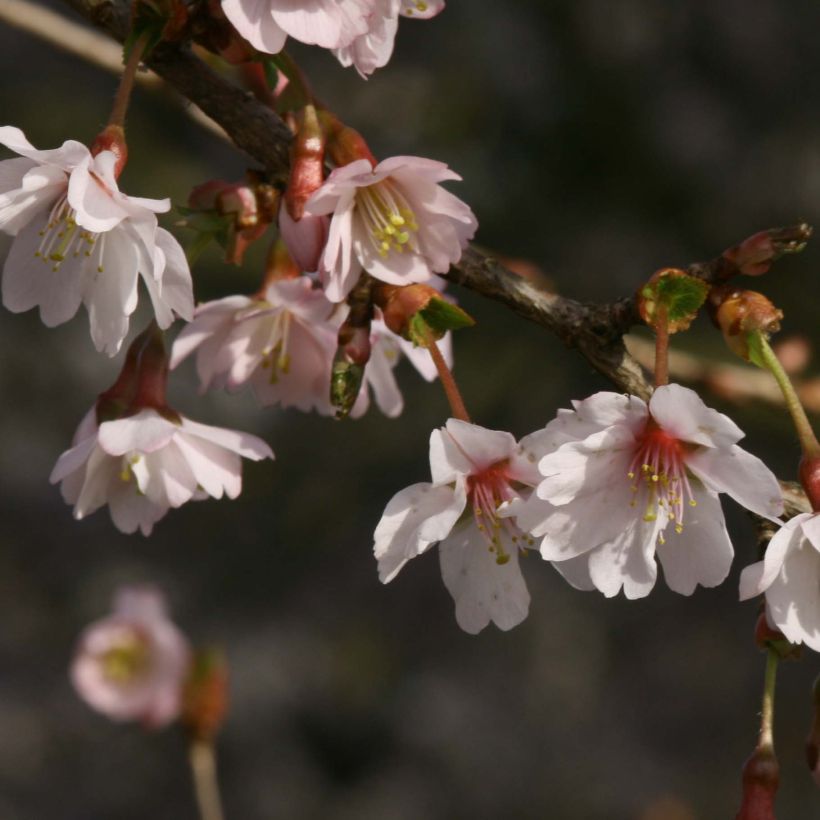 Prunus incisa Mikinori - Ciliegio da fiore (Fioritura)