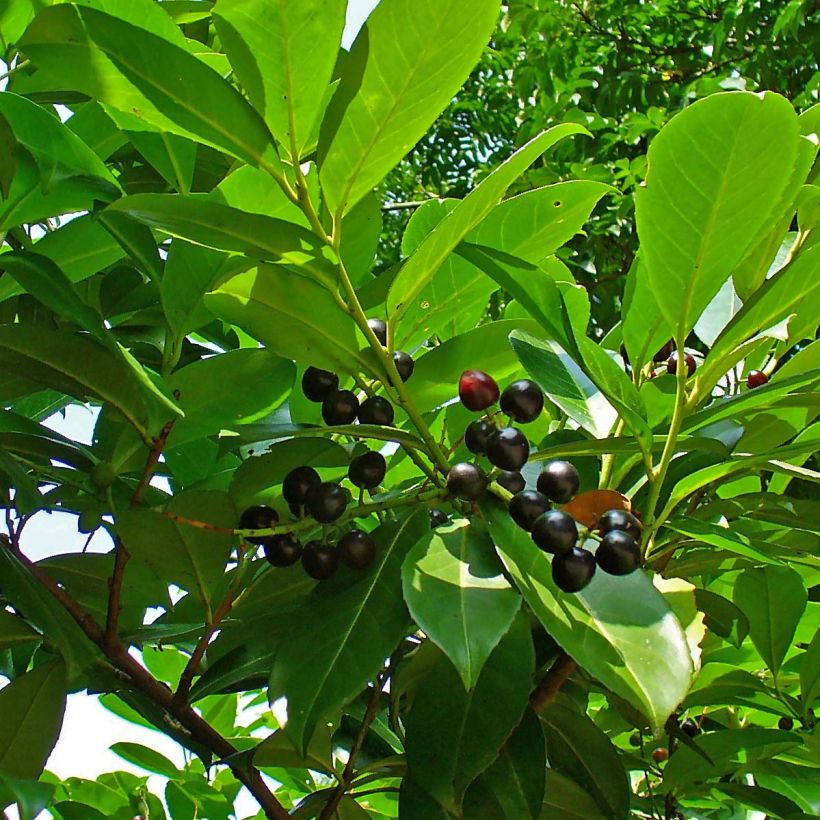 Lauroceraso Etna (Fogliame)