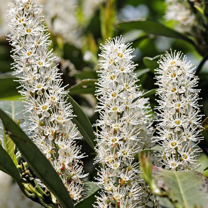 Lauroceraso Etna (Fioritura)