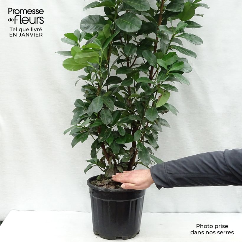 Laurier cerise - Prunus laurocerasus Etna 60/80cm en pot de 10L esemplare consegnato in inverno