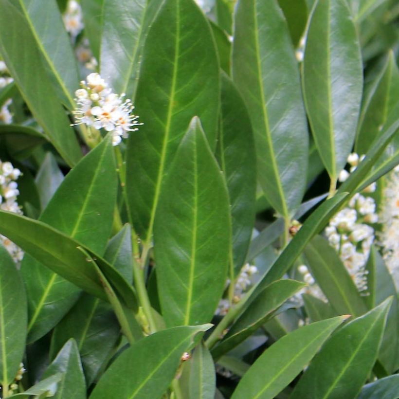 Lauroceraso Fontanettes (Fogliame)