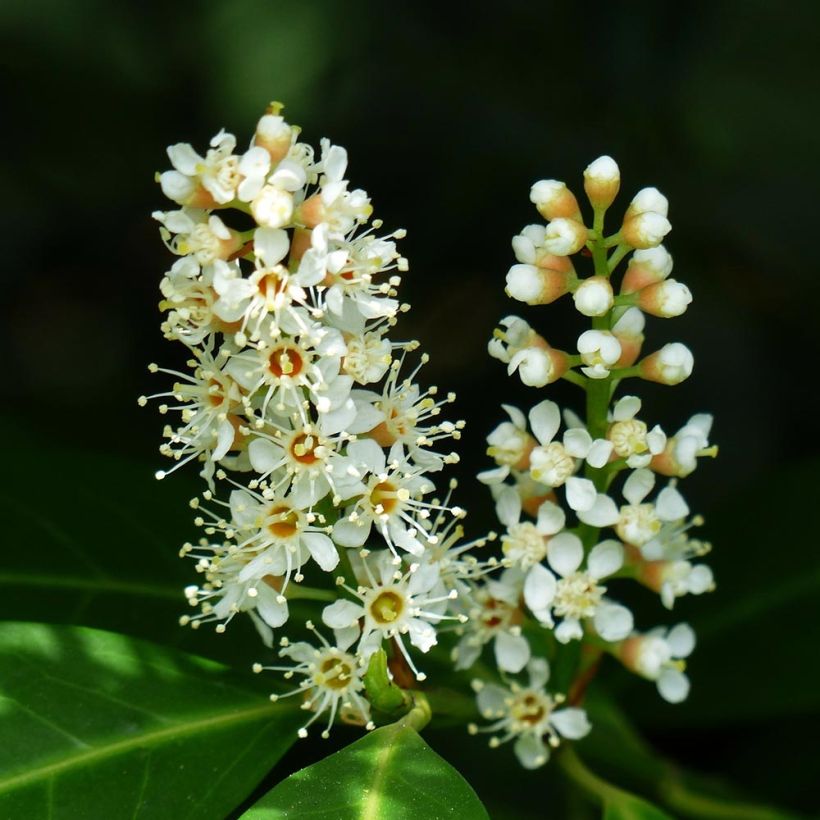 Lauroceraso Fontanettes (Fioritura)