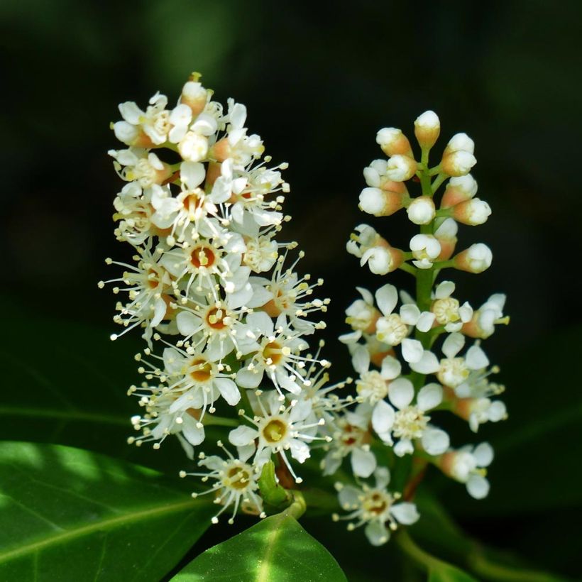 Lauroceraso Mano (Fioritura)