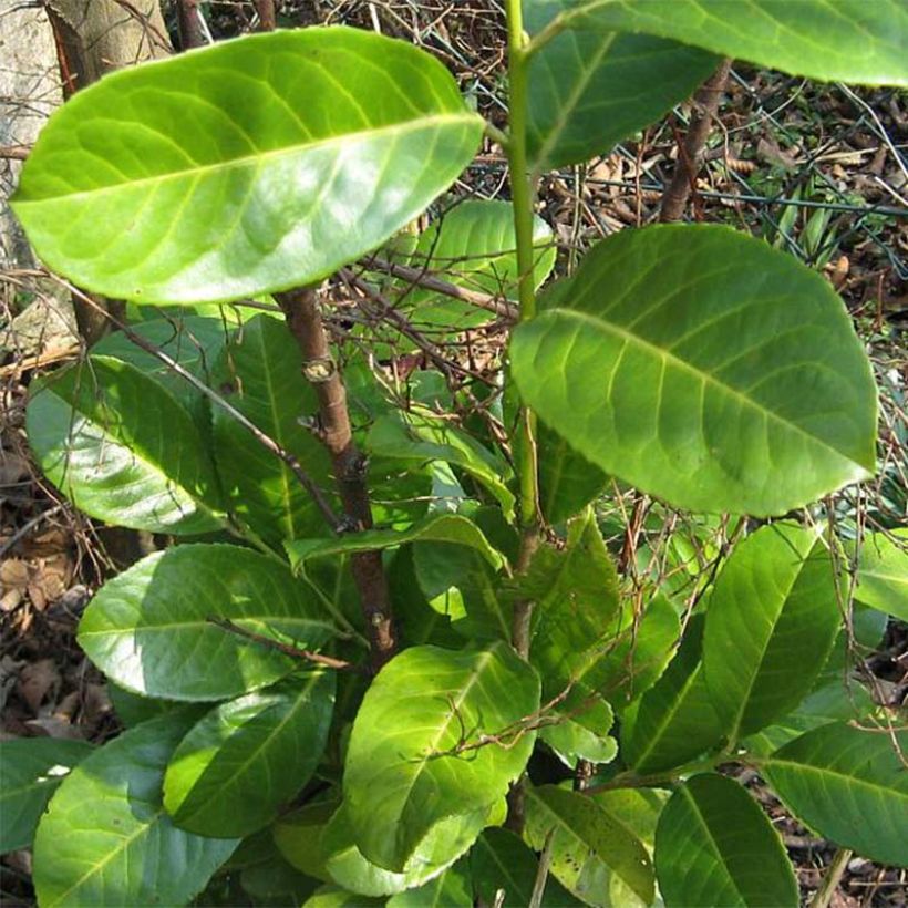 Lauroceraso Rotundifolia (Fogliame)