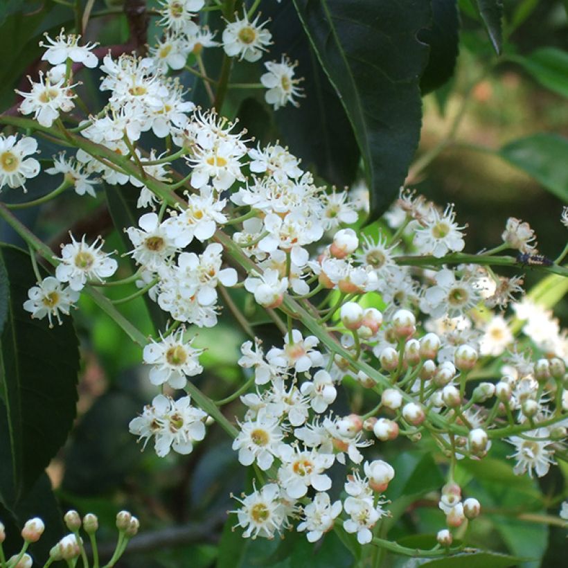 Prunus lusitanica - Lauro del Portogallo (Fioritura)