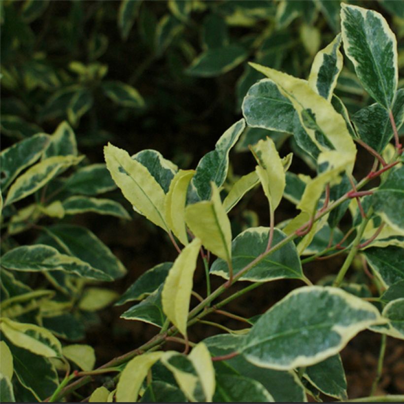 Prunus lusitanica Variegata - Lauro del Portogallo (Fogliame)