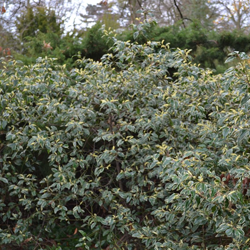 Prunus lusitanica Variegata - Lauro del Portogallo (Porto)