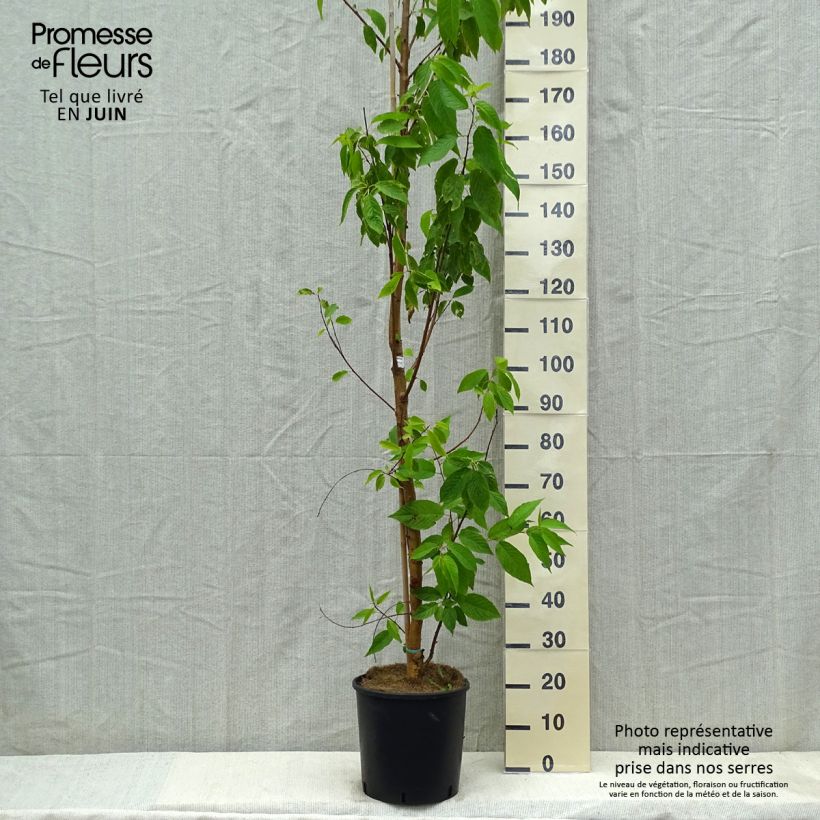 Prunus maackii Amber Beauty - Cerisier de Mandchourie Pot de 12L esemplare consegnato in primavera