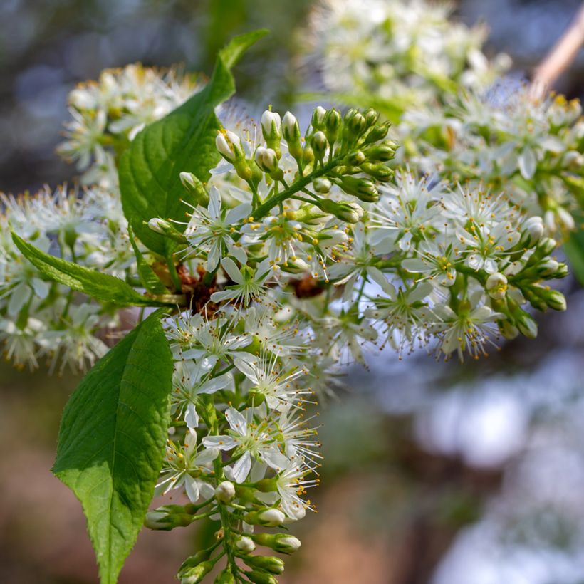 Prunus maackii Amber Beauty (Fioritura)