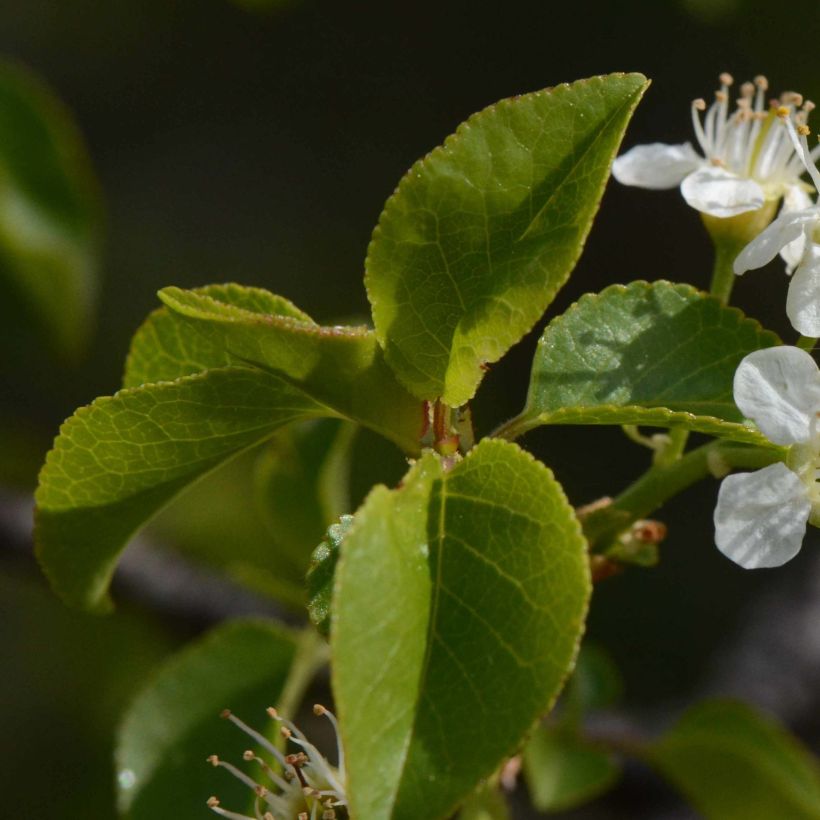 Prunus mahaleb - Ciliegio canino (Fogliame)