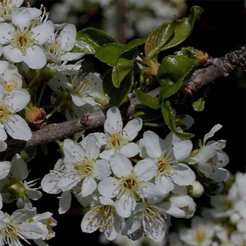 Prunus mahaleb - Ciliegio canino (Fioritura)