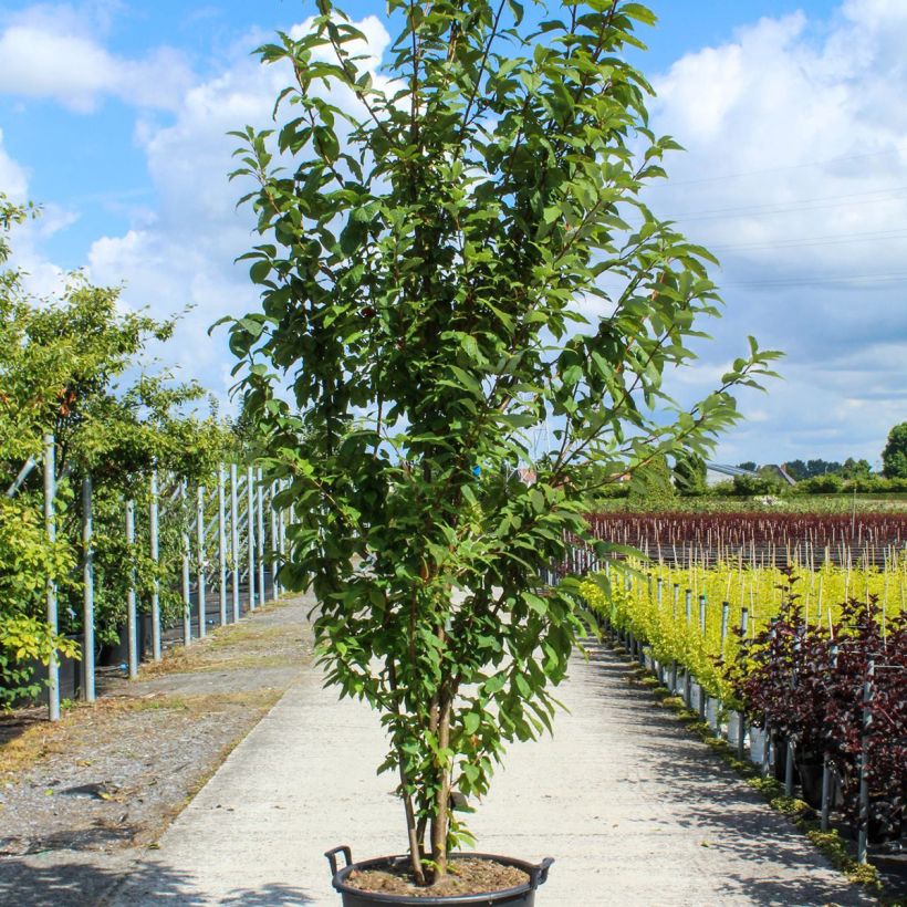 Prunus padus - Cerisier à grappes - Pot de 90L Cépée esemplare consegnato in primavera