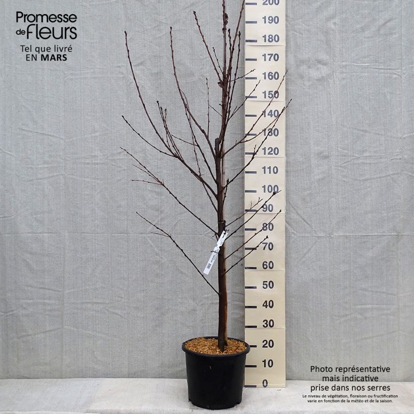 Prunus padus Le Thoureil - Cerisier à grappes  Pot de 12L/15L esemplare consegnato in inverno