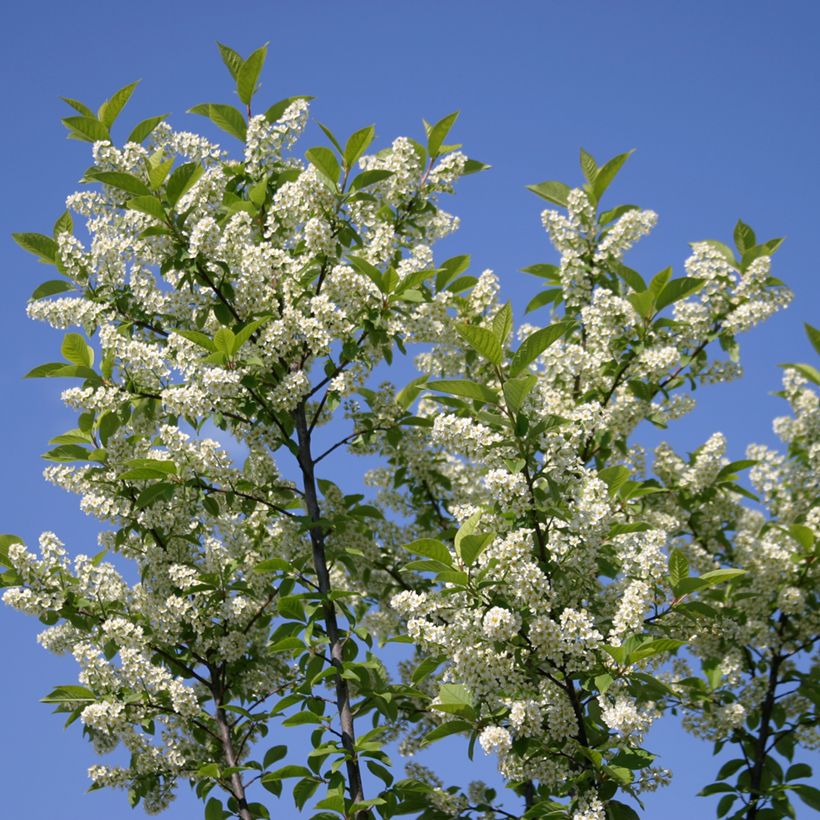 Prunus padus Nana - Pado (Fioritura)