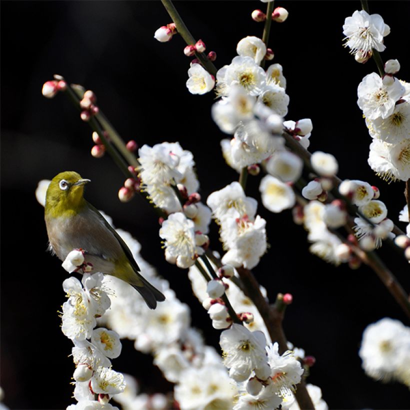 Prunus persica Taoflora White - Pesco da fiore (Fioritura)