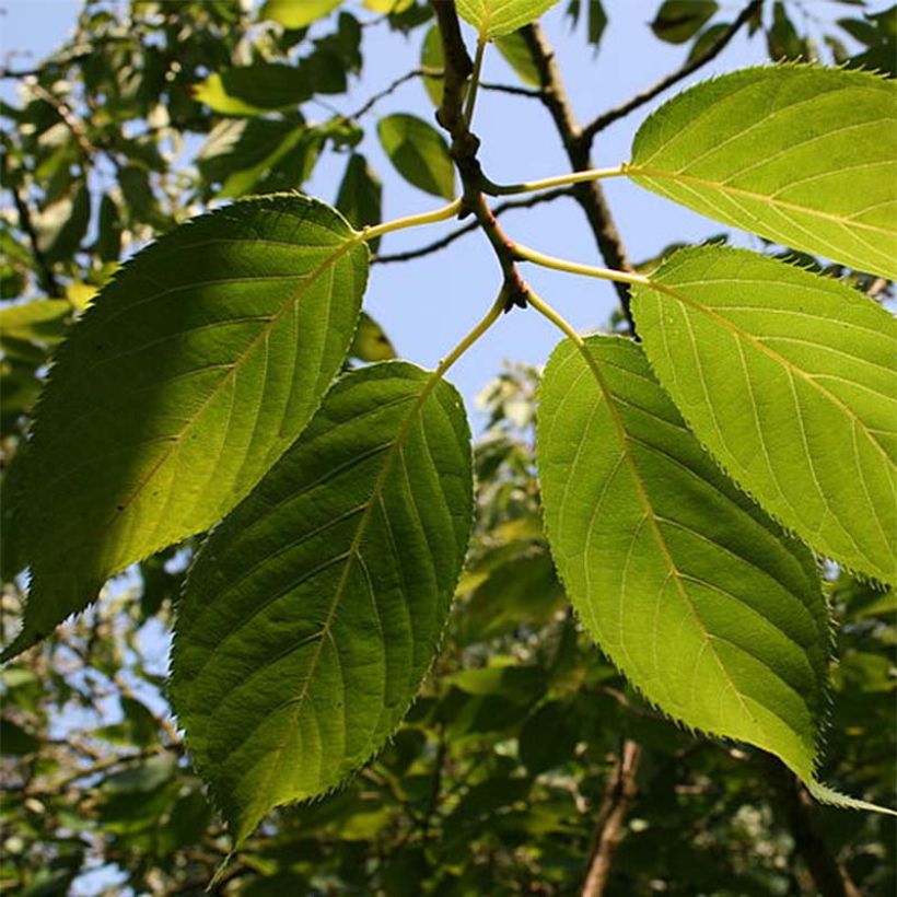 Prunus serrula Amber Scots - Ciliegio da fiore (Fogliame)