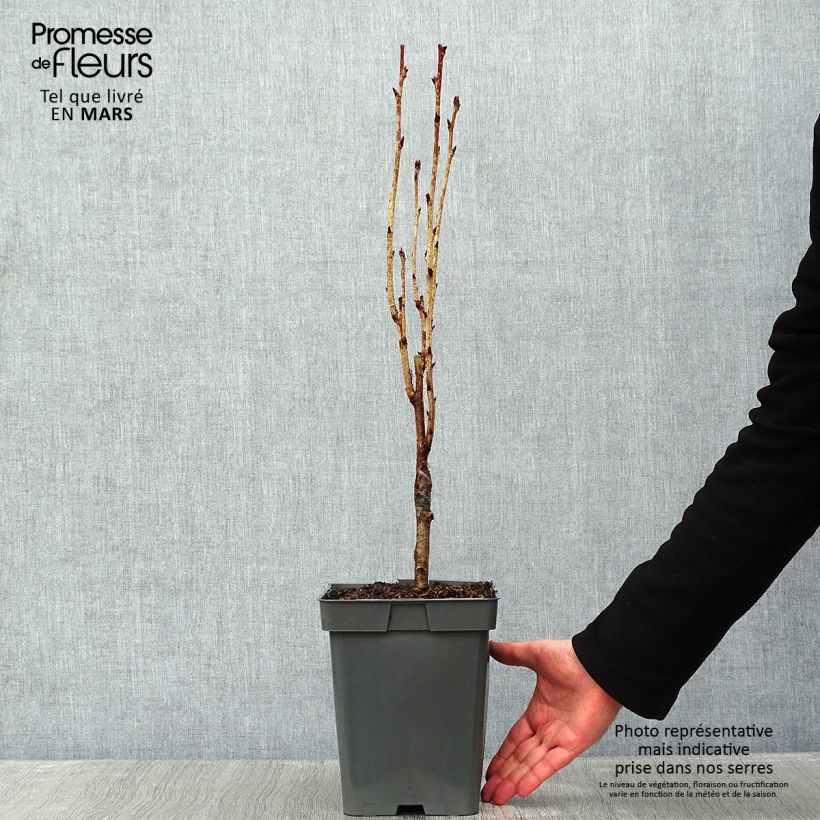 Prunus serrulata Amanogawa - Pot de 4L/5L esemplare consegnato in inverno