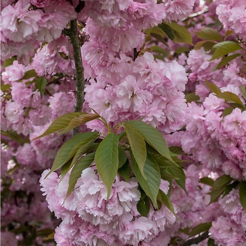 Prunus serrulata Pink Perfection - Ciliegio da fiore (Fogliame)