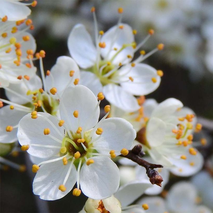 Prunus spinosa - Prugnolo selvatico (Fioritura)