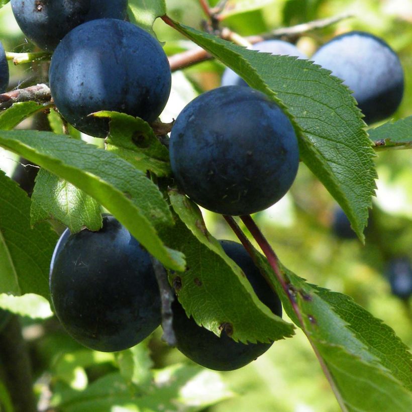 Prunus spinosa - Prugnolo selvatico (Raccolta)