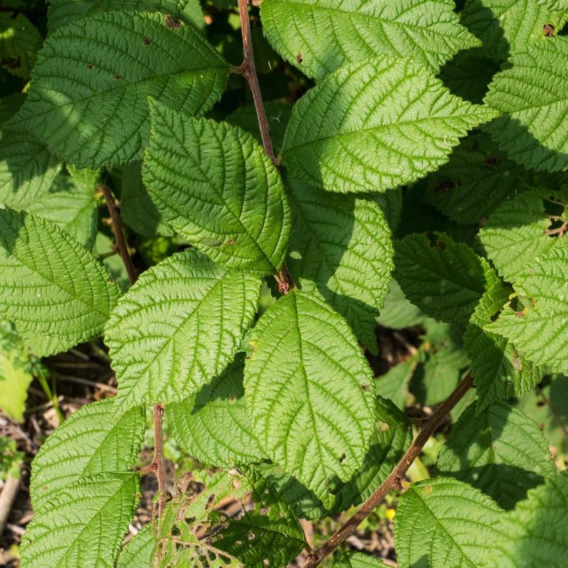 Prunus tomentosa - Ciliegio di Nanchino (Fogliame)